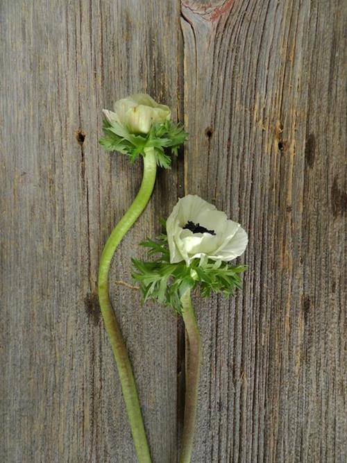 PANDA WHITE ANEMONE W/BLK CENTER